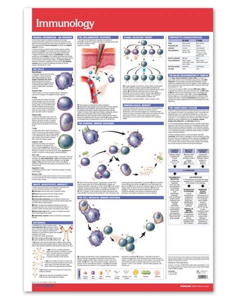 Immunology Poster Size Laminated 24 X 36 Vivid Diagrams And
