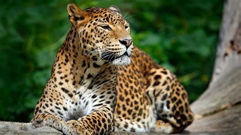Leopards Have Lost 75 Percent Of Historic Range Study Shows Abc13