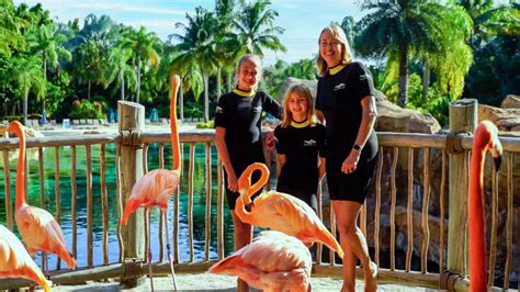 Discovery Cove Flamingos Mingle In Orlando Discovery Cove