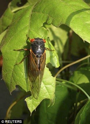 Are you searching for green insects png images or vector? After 17 years underground, this summer Cicadas will ...