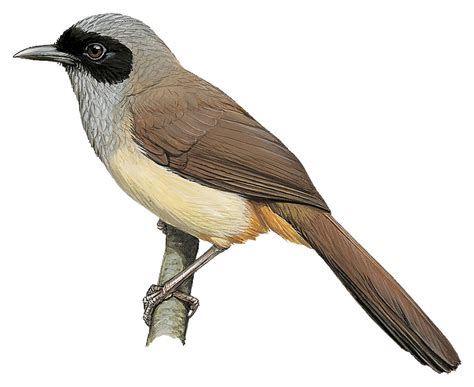 Masked Laughingthrush Garrulax Perspicillatus World Bird Names