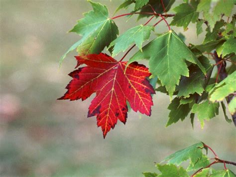 Newfoundland Nature Red Maple Or Reddish Maple