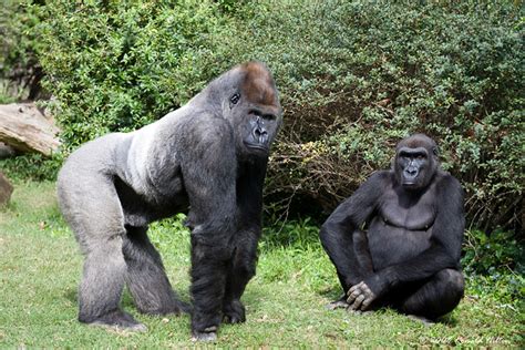 Thank you soooo much for being so generous!!! Gorilla Couple Won't Smile | Baraka and Kigali pause for a ...