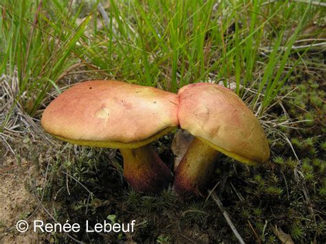 Baorangia Bicolor Bicolor Bolete The Bolete Filter