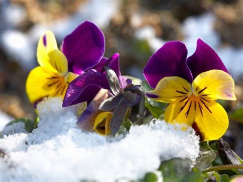Top 10 Frost Hardy Flowers Growing Cold Hardy Flowers