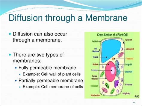 Check spelling or type a new query. 10. Transport System in Organisms E-learning - Diffusion ...
