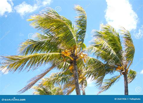 Palm Trees In The Wind Royalty Free Stock Image Image 2641956