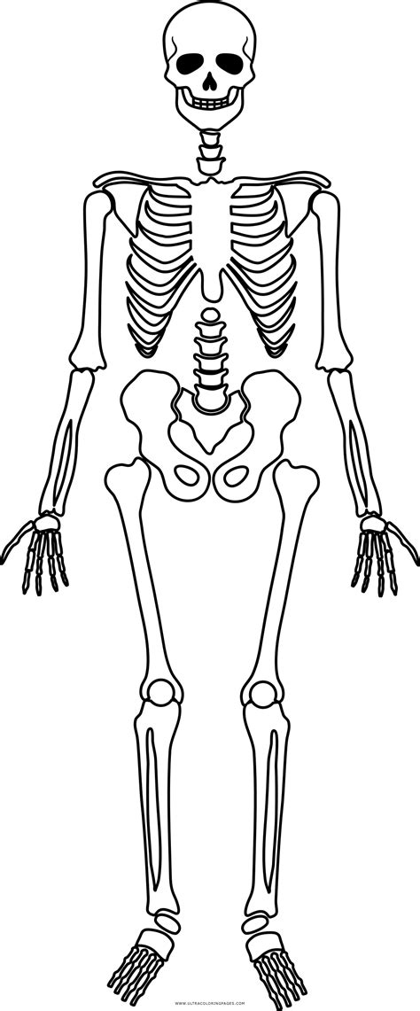 Desenho De Esqueleto Para Recortar E Montar Para Colorir Skeleton