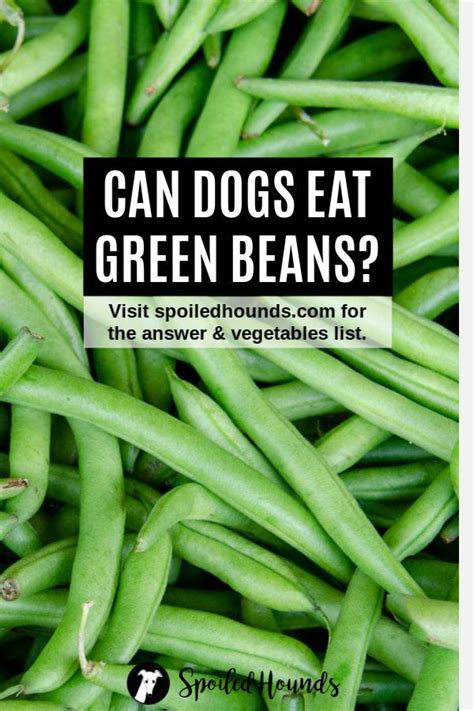 Find out what happens if your four legged friend eats pork and discover the essential facts about whether your dog can eat pork in this expert report. Vegetables Dogs Can Eat and Vegetables Harmful to Dogs | Dog vegetables, Healthy dog food ...