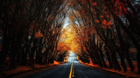 Fall Tree Lane Backiee