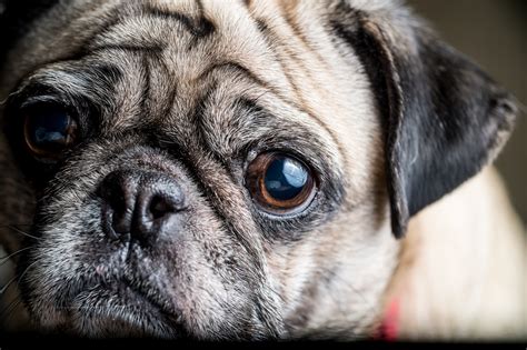 Sad Archives About Pug