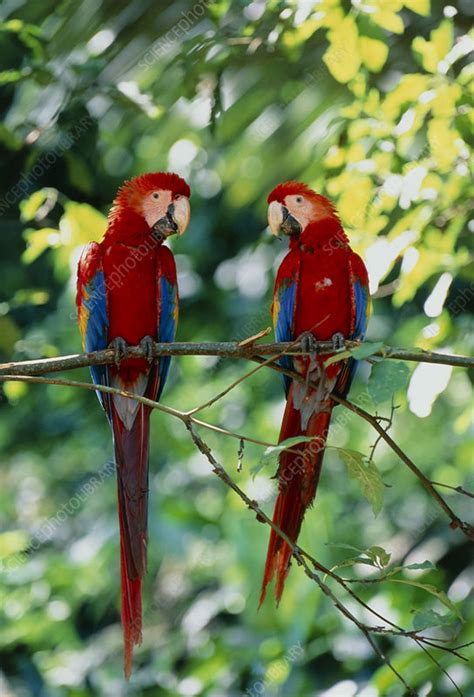 scarlet macaws stock image z860 0016 science photo library