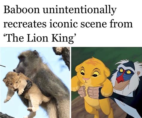 Funny Lion King Memes  Png Funny My Xxx Hot Girl