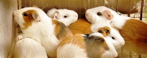 Cavies Are Not Rats Theyre A Source Of Protein And Income Study