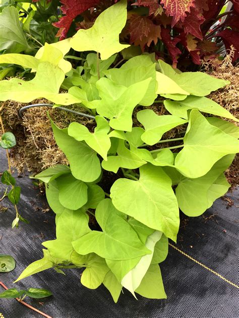 Ipomoea Sweet Potato Vine Marguerite Horlings Plants
