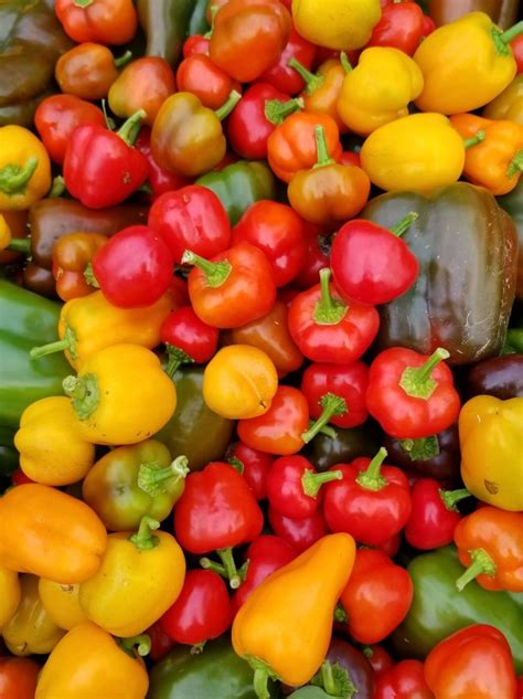 Sweet Pepper ‘mini Bell Mix Seeds Certified Organic Garden Hoard