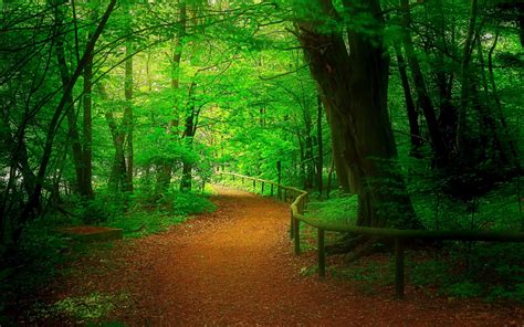 Top 35 Beautiful And Fabulous Paths Wallpapers In Hd