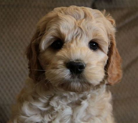 Mum is our beautiful cocker and dad is a miniature poodle who is pra clear, so puppies will be hereditary pra clear. Puppies For Sale | Cockapoo puppies for sale, Cockapoo ...