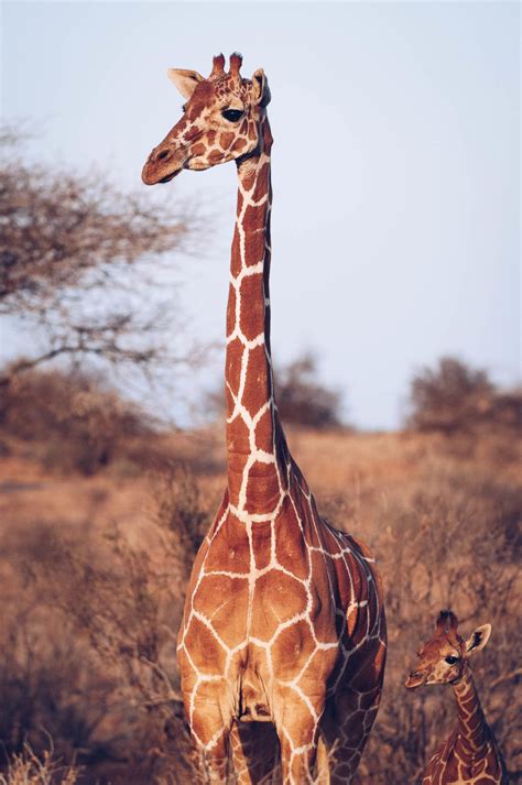 Reticulated Giraffe Conservation In Kenya Giraffe Conservation