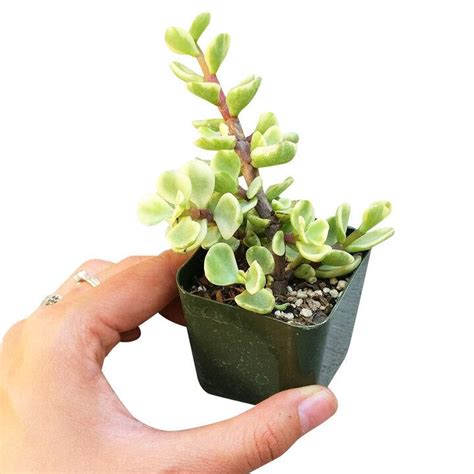 Elephant Bush | Plants, Jade plants, Bush plant