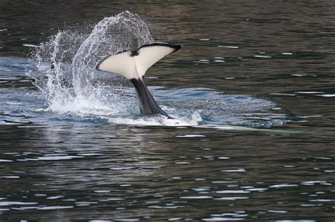 Download Free Photo Of Orca Tail Bobbing Breaching Tail Ocean