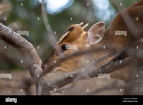 Portrait Of An Adult Male Muntjac Deer Rubbing Its Horns Against A Tree