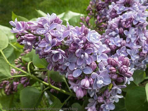 Double Lilacs Saras Fave Photo Blog