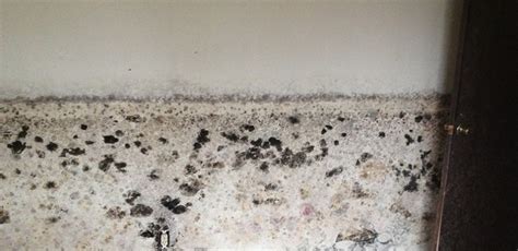 Toxic black mold can be easily found in spots that have been soaked by water, particularly those that have cellulose. Mold Removal Chicago, Mold Remediation Company, Water ...