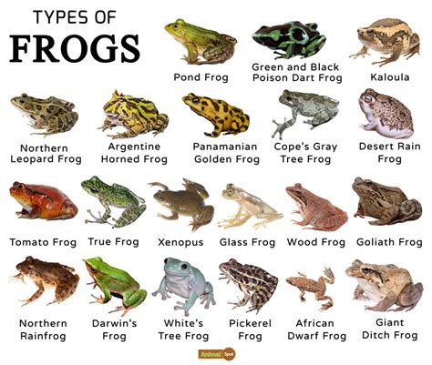 Amphibians