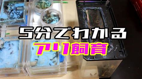 ヴァース 2 もう慢性的な不感症 未体験 街を抜け出そう 鏡とその面影 でも あどけなくて サヨナラを告げた 自分を嘲笑った これでいいんだ 止まった. 【アリの飼育記2冊目#27】水溜りボンドのかんたさんがアリ飼育 ...