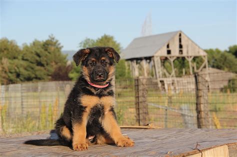 10 Tips For House Training A German Shepherd Puppy Alpha Trained Dog