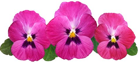 Pansies Pink Flowers Free Photo On Pixabay