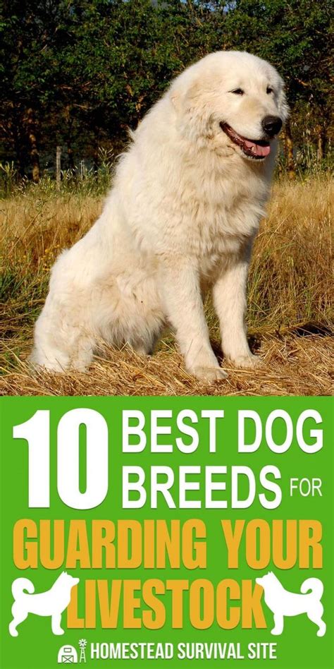 10 Best Dog Breeds For Guarding Your Livestock Livestock Guardian Dog