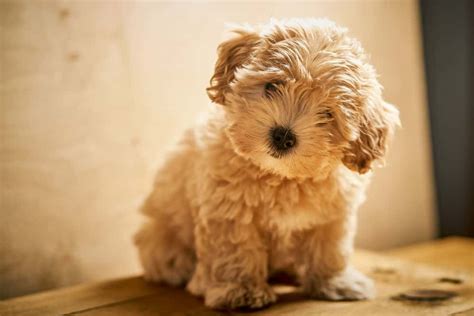 Maltipoo Colors With Pictures Coat Color Guide And Photo Gallery
