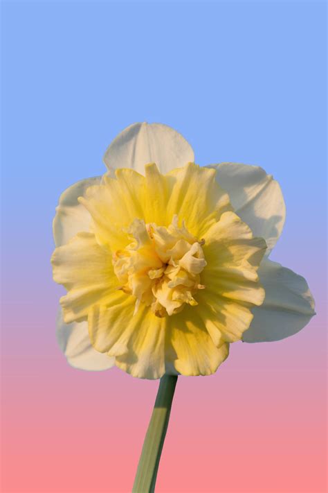 Top 999 Daffodil Wallpaper Full Hd 4k Free To Use