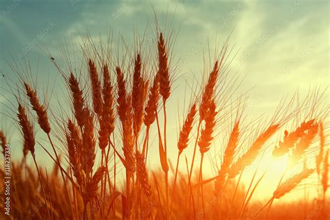 Picturesque Scene Barley Field In Sunset Time Majestic Rural Sunrise