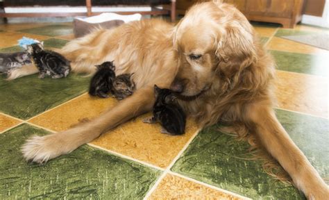 These Dog Moms Cuddling Their Puppies Will Give You All The Mothers