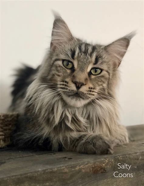 Kitten or adult, take your maine coon to your veterinarian soon after adoption. Maine Coon Kittens for Sale in Tampa, Florida - Breeding ...