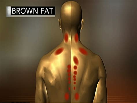 How Brown Fat Benefits Your Health Cbs News