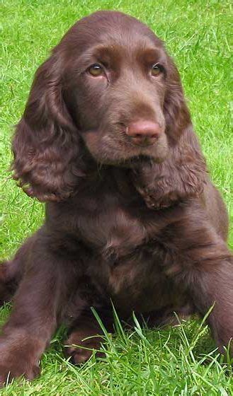 If you simply want a pet for companionship, we welcome you to apply. 100+ Best Field Spaniel Dog Names | Field spaniel, Dogs ...