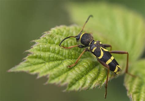Wasp Beetle 2 Wasp Beetle Taken At Steeple Langford Na Flickr