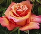 We used this song because the bride loves billy joel. Milva - Standard Rose - Roses - Flowers by category ...