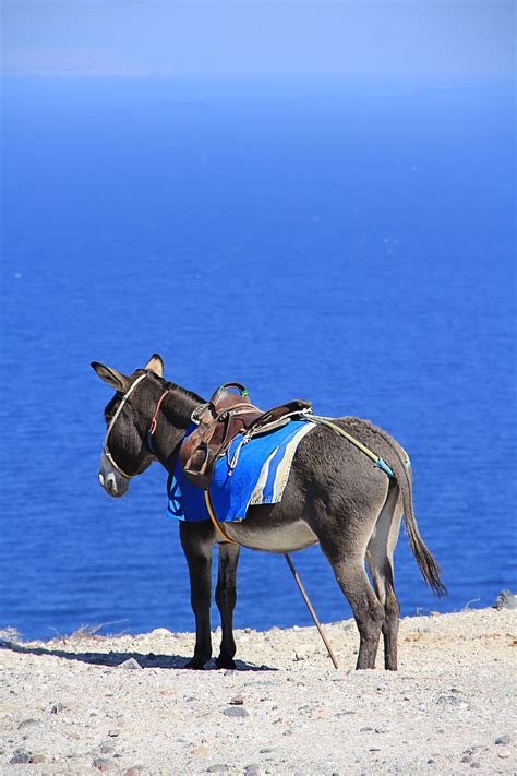 Free Images Landscape Holiday Donkey Santorini Greece Sea View