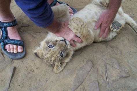 Touching Wild Animals Under Strict Control Animals Wild Animals Africa
