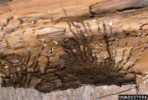 White Muscadine Disease Beauveria Bassiana On True Fir Bark Beetles