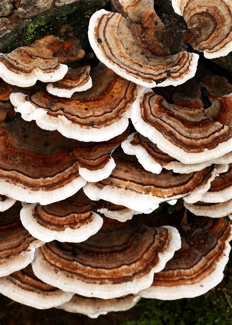 MYCOLOGOS | The Many Ways of Fungi (Online Mycology Course)