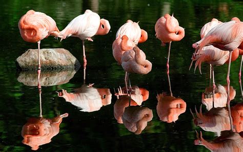 Bird Flamingo Reflection Sleep Water Hd Wallpaper Wallpaperbetter