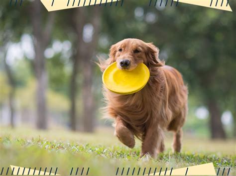 The Best Frisbees For Dogs For Throwing And Catching In 2021 Spy