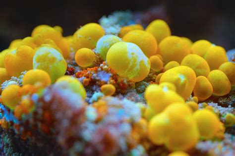 Amazon's choice customers shopped amazon's. WWC OG Bounce Mushroom - Mythical Corals