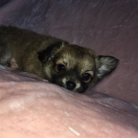 Male Chihuahua For Sale In Croydon London Gumtree